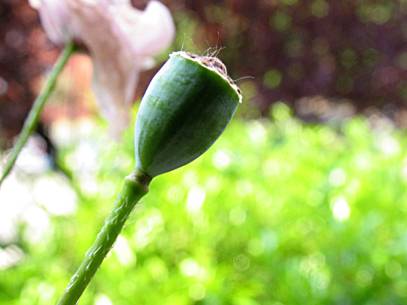 Papaver rhoeas / Papavero comune